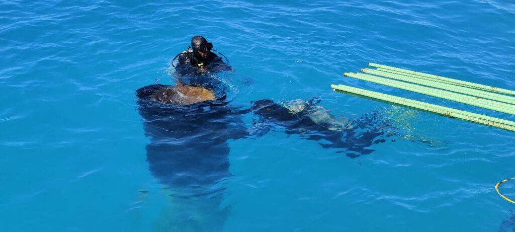 Nassau Cruise Terminal HCL Pile Protection System installation with Divers